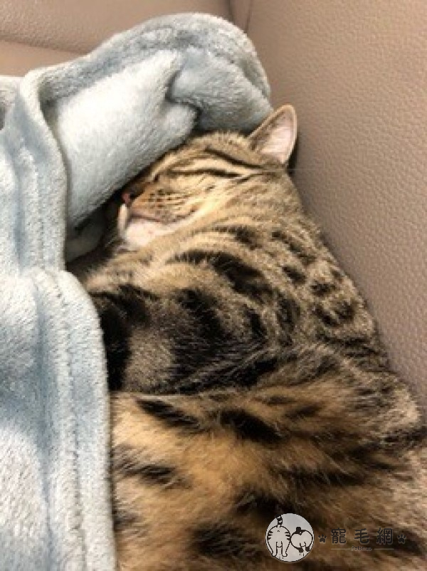 管家婆貓貓正窩在毛巾裡睡覺。（圖／網友Lin Li授權提供）