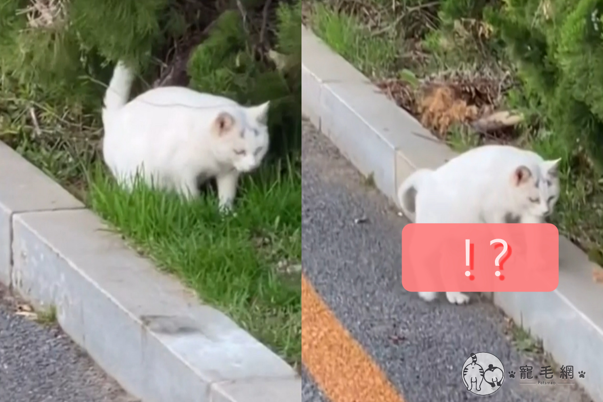 中國北方的路上出現一隻白貓扶牆站著走！（圖／美聯社 AP＋Newsflare）