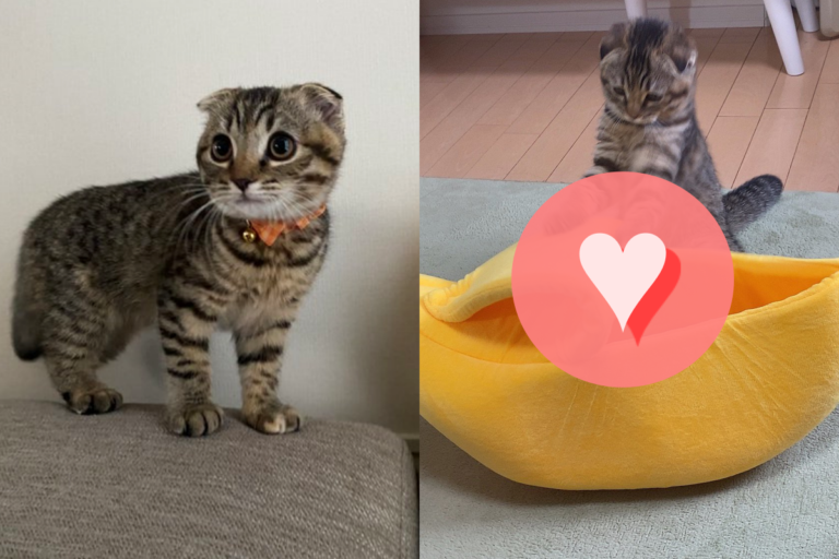 貓咪超愛香蕉窩，竟會自己「去皮」躺進去！（圖／Twitter ＠matsutake_cat）