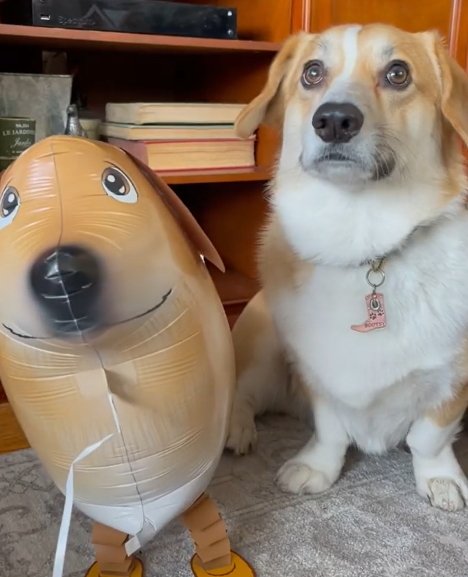 狗和氣球站一起，兩者長相非常相似。（圖／Instagram＠ bootsythecorgi）