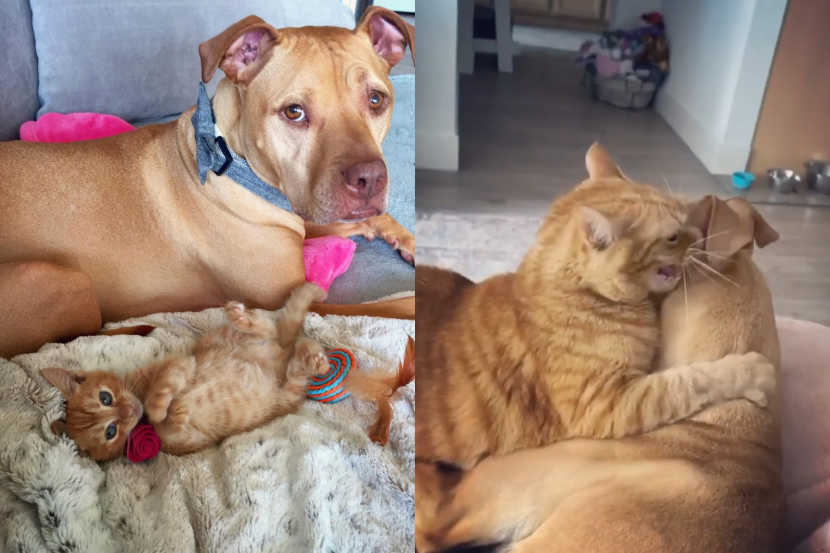 橘貓黃狗愛打架玩耍，開戰前竟衝向狗耳發出宣戰嘶吼！（圖／Instagram＠ bubbalovesrue）