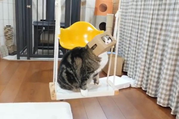 貓咪頭戴「安全帽」盪鞦韆　一本正經：要注意安全！