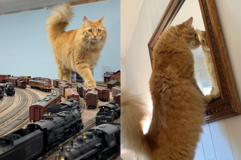 橘貓「氣勢磅礡」逼近鐵道模型　網樂：進擊的巨貓！
