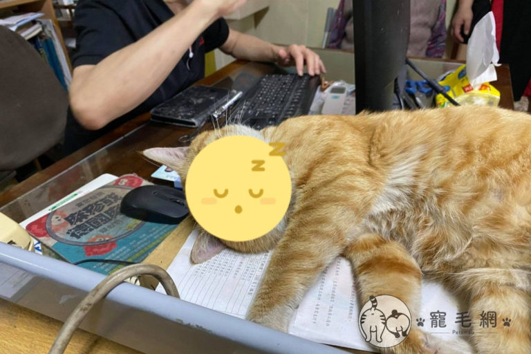 網友吳小姐陪家人看診時，發現一隻大橘貓躺在醫生的桌子上熟睡（圖／網友吳小姐授權提供）