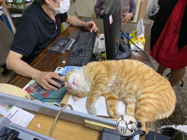 求診發現「貓護士」睡到不省人事　她笑：真的很稱職！