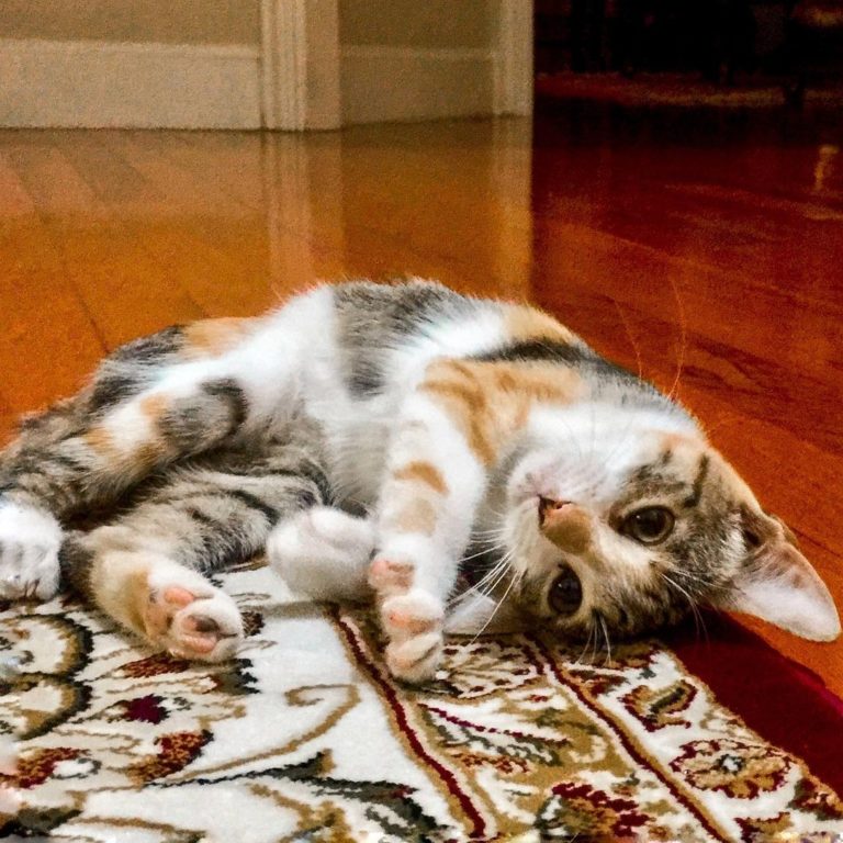 貓咪到家的第一張照片（圖／Instagram＠ that.cat.honey）