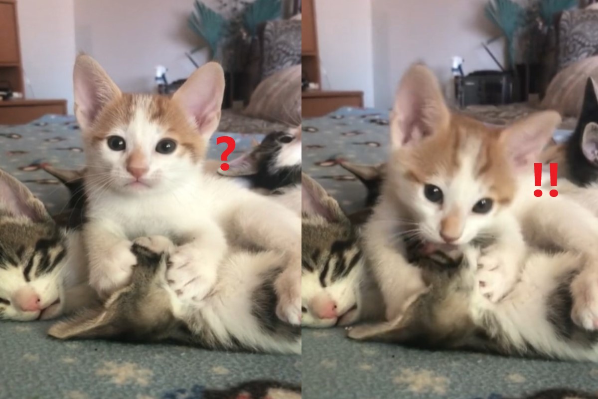 小貓為同伴舔毛卻被奴才亂配音（圖／Tik tok @michburk）