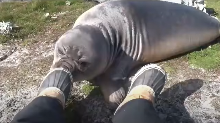 海豹一臉認真地聞人類的腳。（圖／Youtube＠ DailyPicksandFlicks）