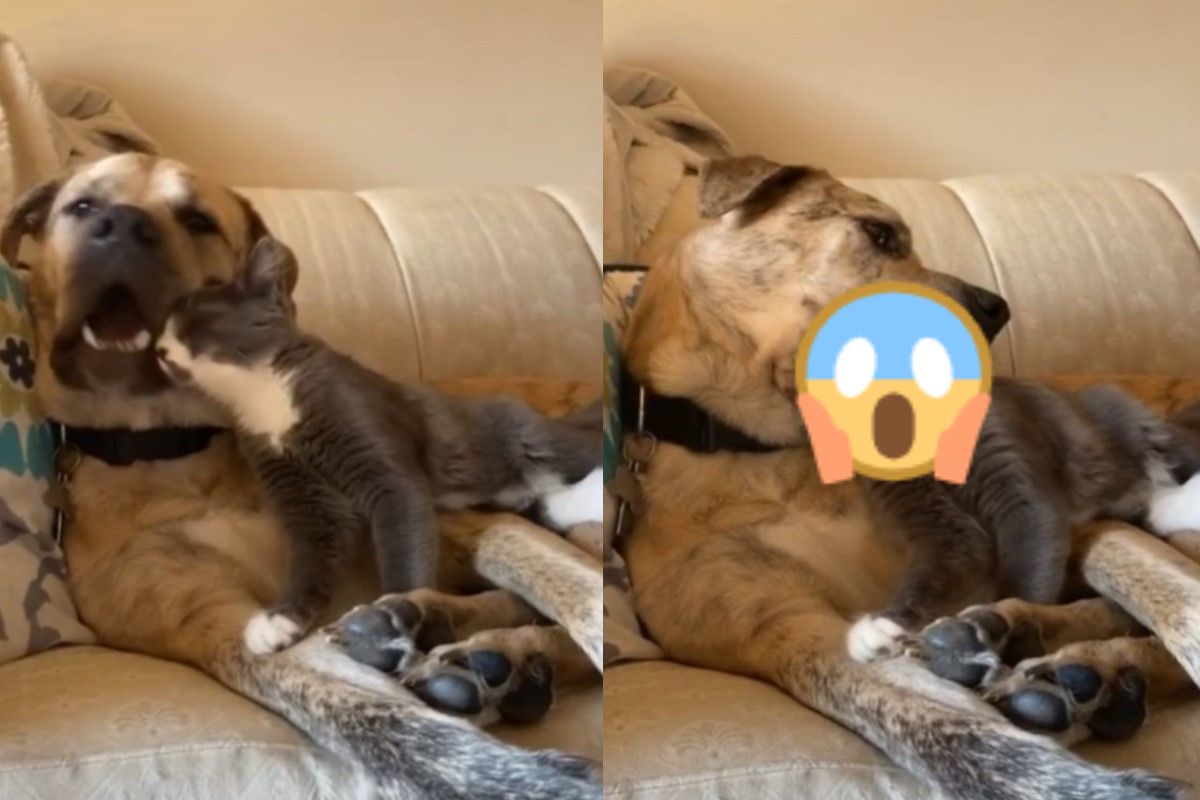 大狗吸貓竟然「含住整顆貓頭」（圖／Tik Tok@salviaplath1）