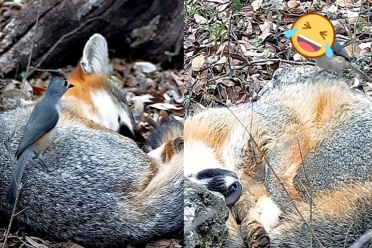一隻黑冠山雀頻頻打擾想要午睡的狐狸，還偷拔牠的毛！（圖／Youtube @Texas Backyard Wildlife）