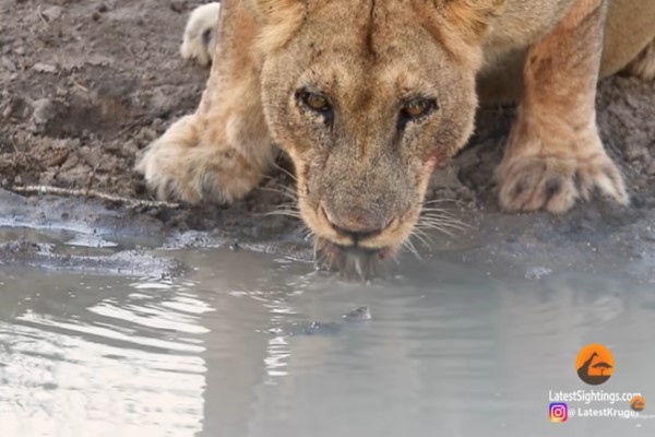 雖然牠一度游向母獅，但卻不敢向母獅討親親（圖／Youtube @Kruger Sightings）