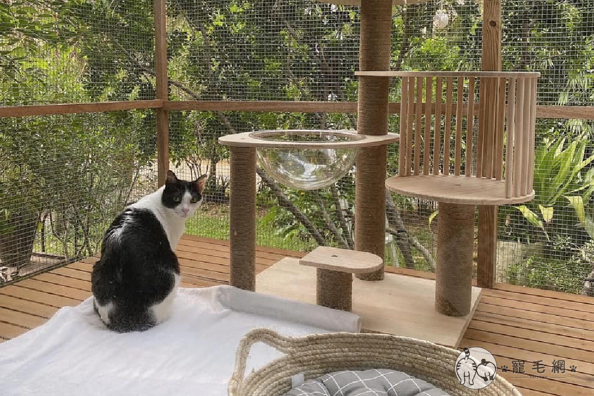 老爸為女兒愛貓打造豪華戶外貓籠，收買貓咪與女兒的心！（圖／網友林臻授權提供）