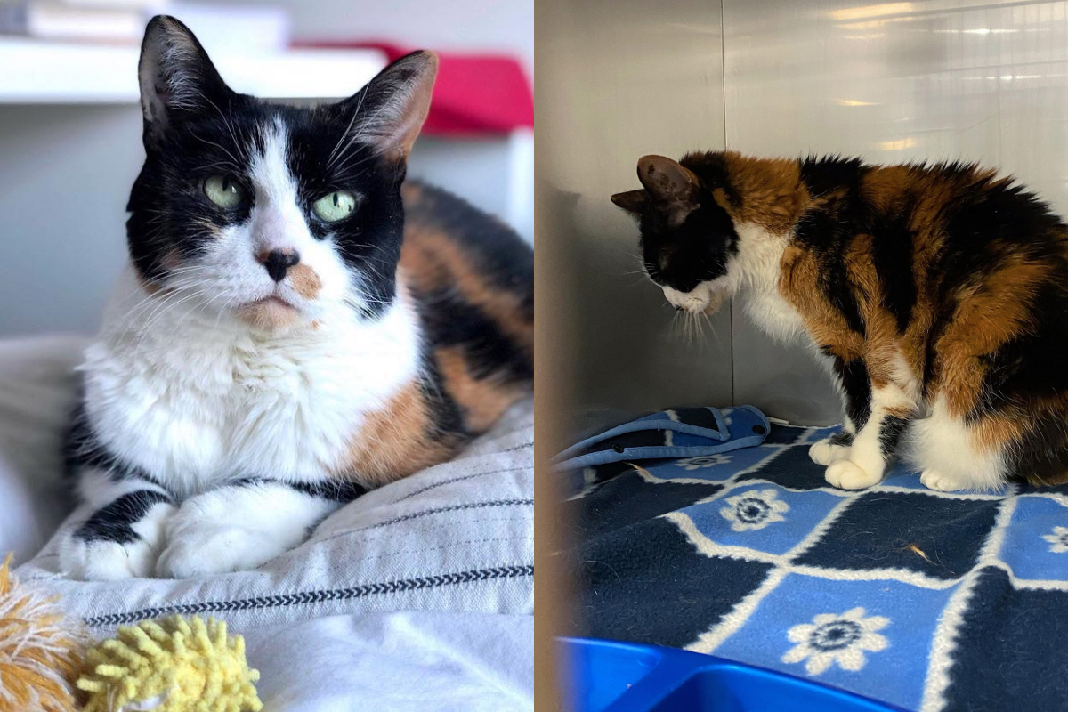 貓咪17歲遭棄養，低頭窩醫院角落（圖／Facebook＠ Chatons Orphelins Montréal）