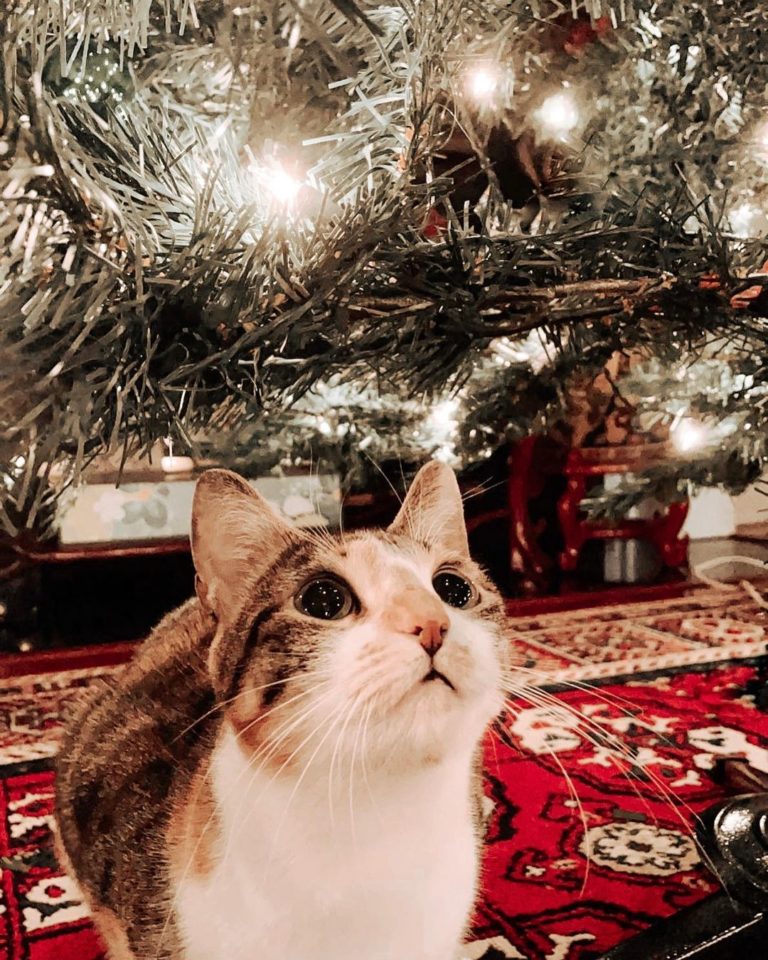 第一個聖誕節！（圖／Instagram＠ that.cat.honey）