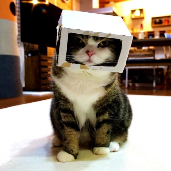貓咪頭戴「安全帽」盪鞦韆　一本正經：要注意安全！