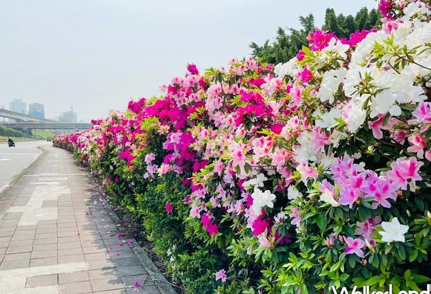 ▲三重超美IG花牆！長達100公尺「杜鵑花牆」免費拍　超萌「羊咩咩」互動區必訪。（圖／WalkerLand）