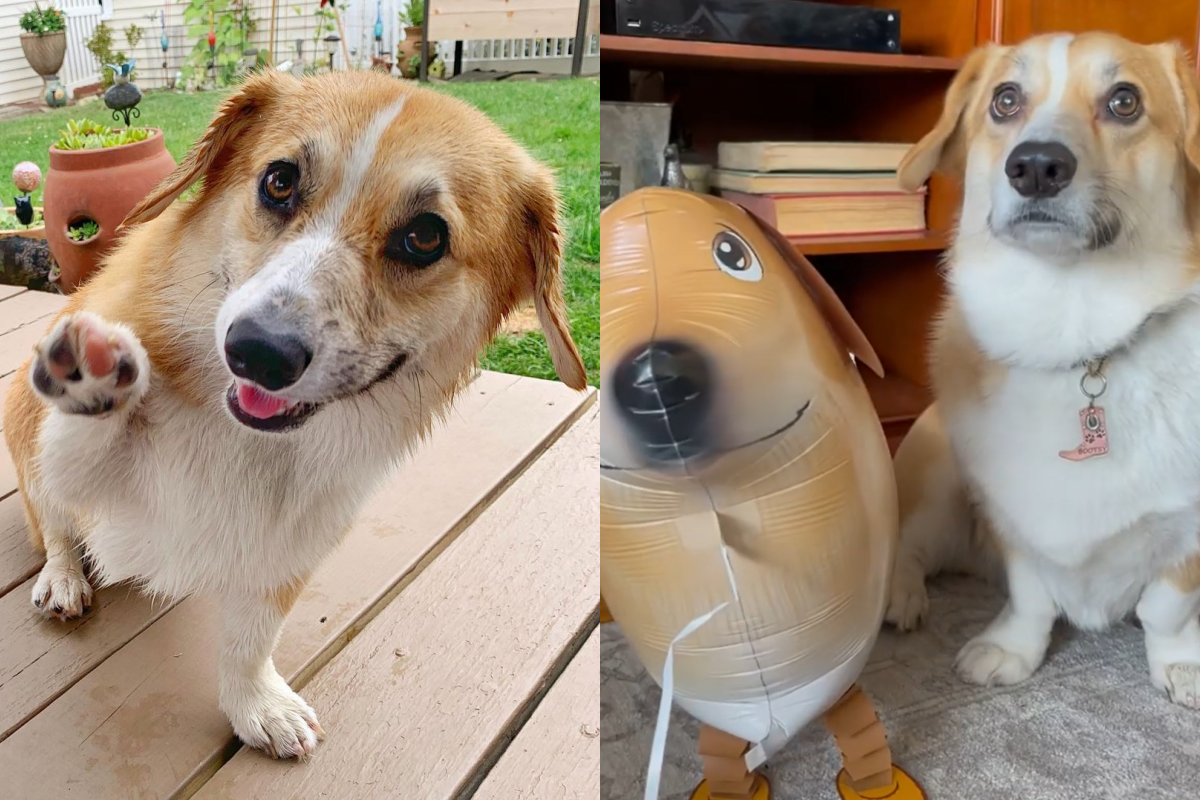 主人花心蘿蔔帶狗氣球回家，柯基見狀奮力踢倒！（圖／Instagram＠ bootsythecorgi）