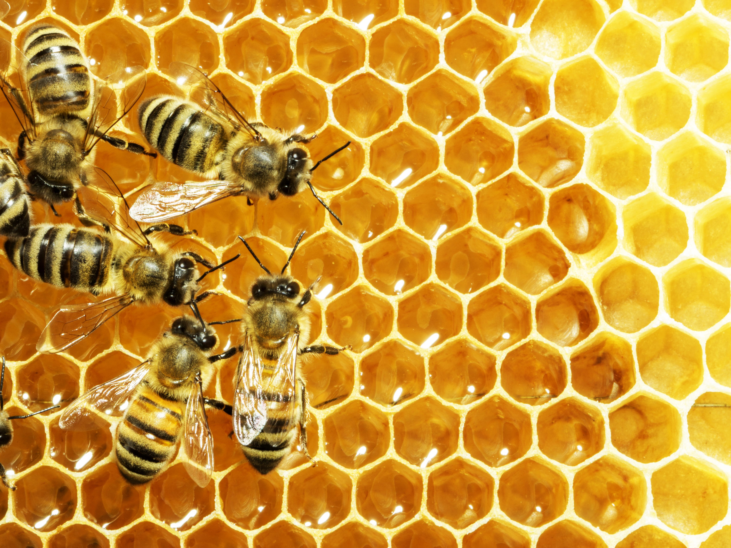 補蜂的流程是對牠們噴火球，最後餘下一地灰燼。（圖／Shutterstock） 