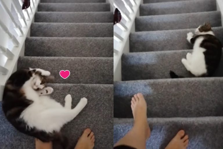 貓咪為討食每天「花式下樓梯」　媽嘆：太逼人啦！
