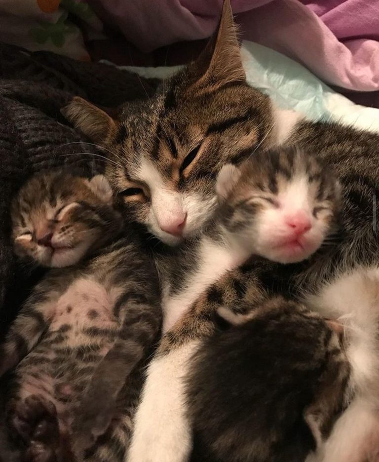 貓媽媽和三隻小貓的合照。（圖／Instagram＠ zikrettinn）