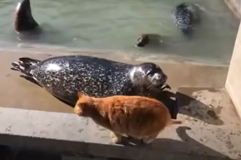 胖海豹對空鳴叫，打擾到橘貓竟慘遭巴頭！（圖／Youtube ＠RandomVideosFromTheWeb）