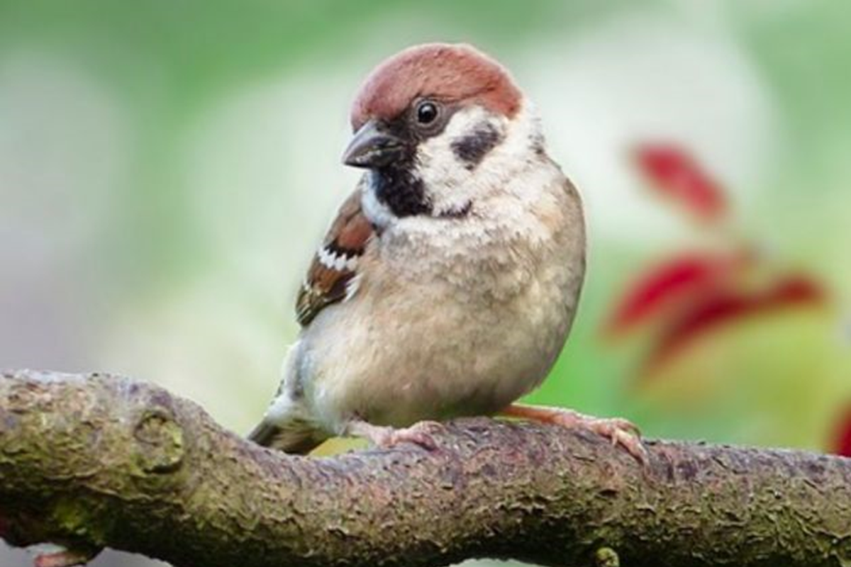 一隻台灣麻雀跟隨載運進口糧食的船隻遠渡澳洲，結果引發當地愛鳥人士暴動。（示意圖/pixabay）