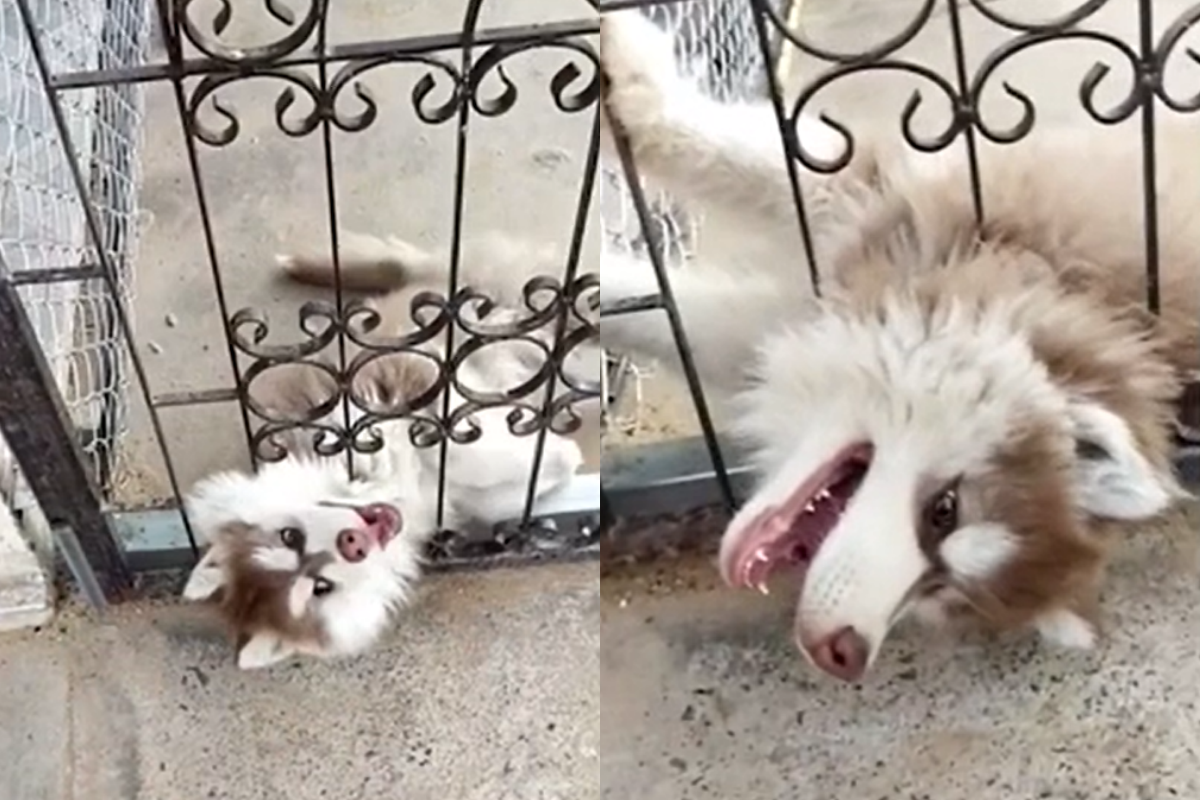 二哈假裝頭卡柵欄求關注，戲精上身奴才笑翻。（影／美聯社 AP+Viralpress 授權）