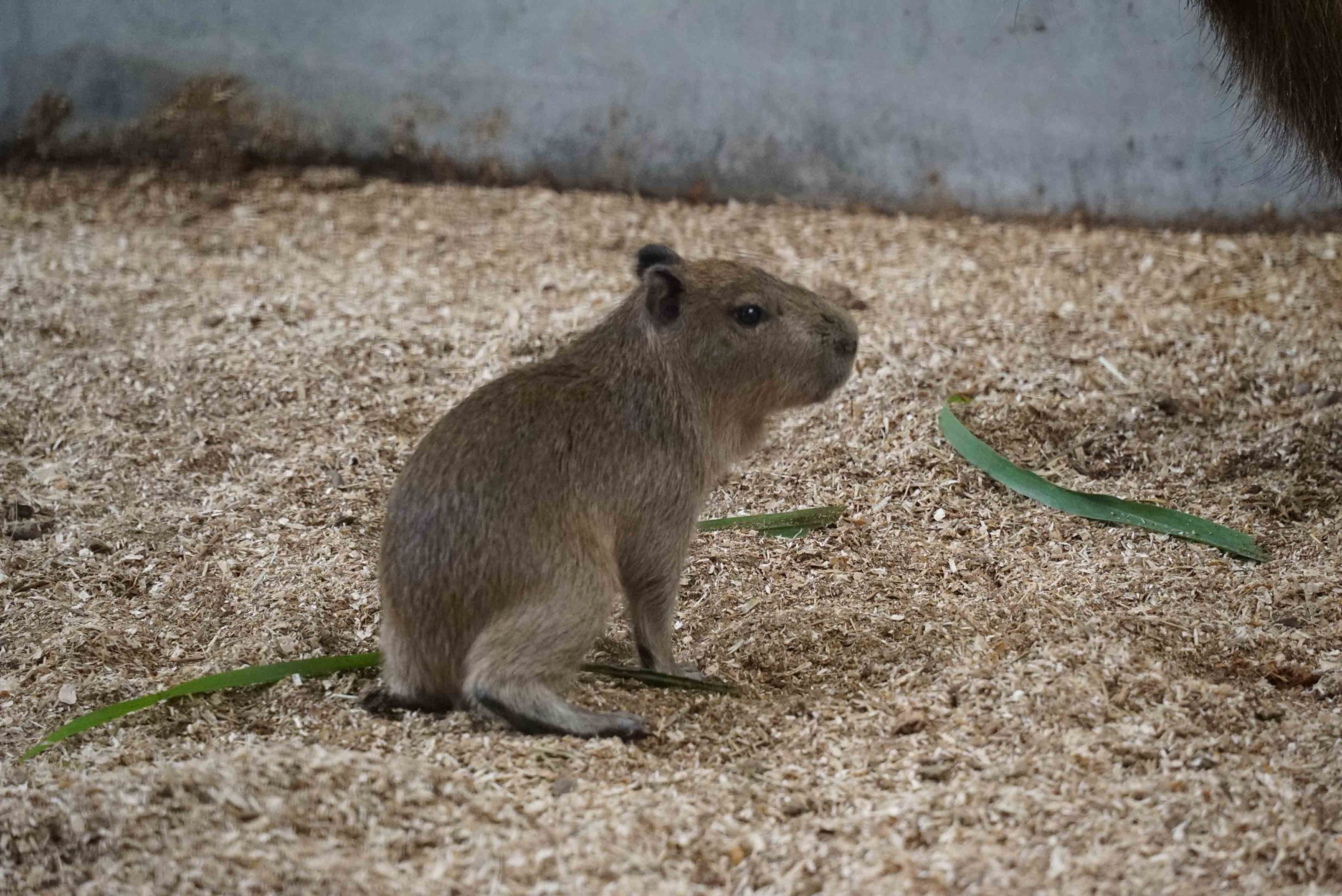 水豚寶寶乍看很像成年天竺鼠，保育員於是將牠命名為「車車」（圖／Taipei Zoo 臺北市立動物園授權提供）