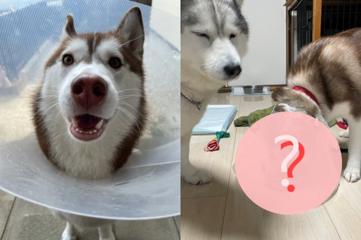 二哈戴羞恥圈竟發現防盜新功能！（圖／Twitter＠ xxhama2）