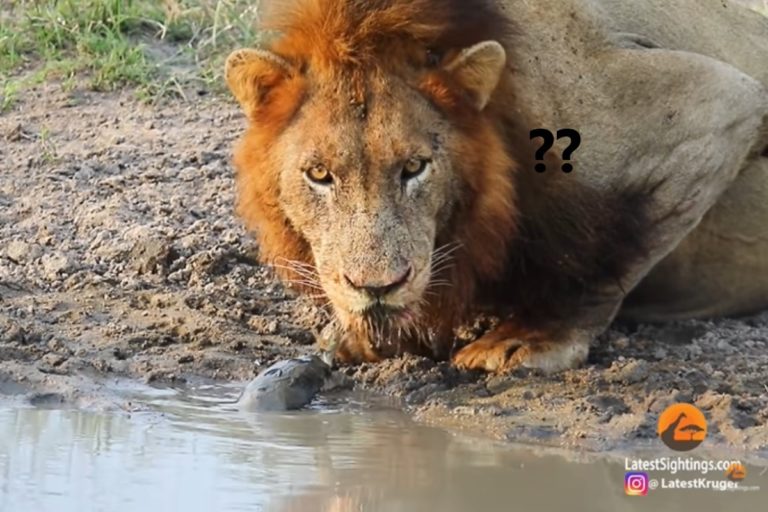 南非一隻公獅在喝水時遇到龜龜來「索吻」（圖／Youtube @Kruger Sightings）