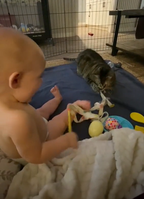 但貓貓還是會跟寶寶玩啦，看來牠只是不想被摸～（圖／TiKTok＠ amberobrien22）