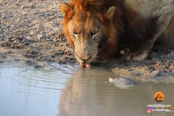 獅子喝水被烏龜「強迫索吻」　牠滿臉問號：我粉絲？