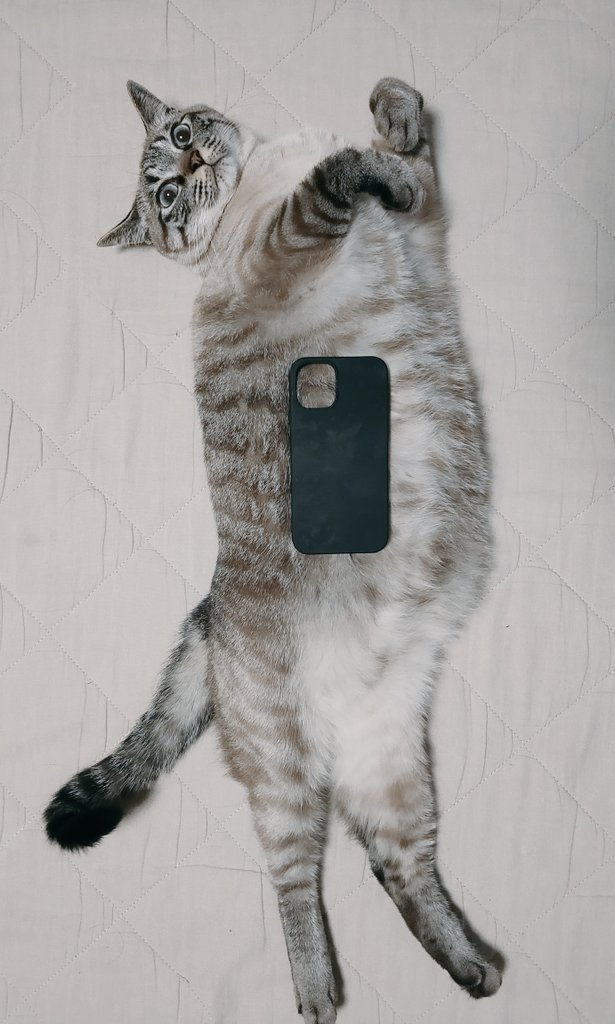 貓：這手機殼放我身上真好看！就放這吧！（圖／Twitter＠ ohji723）