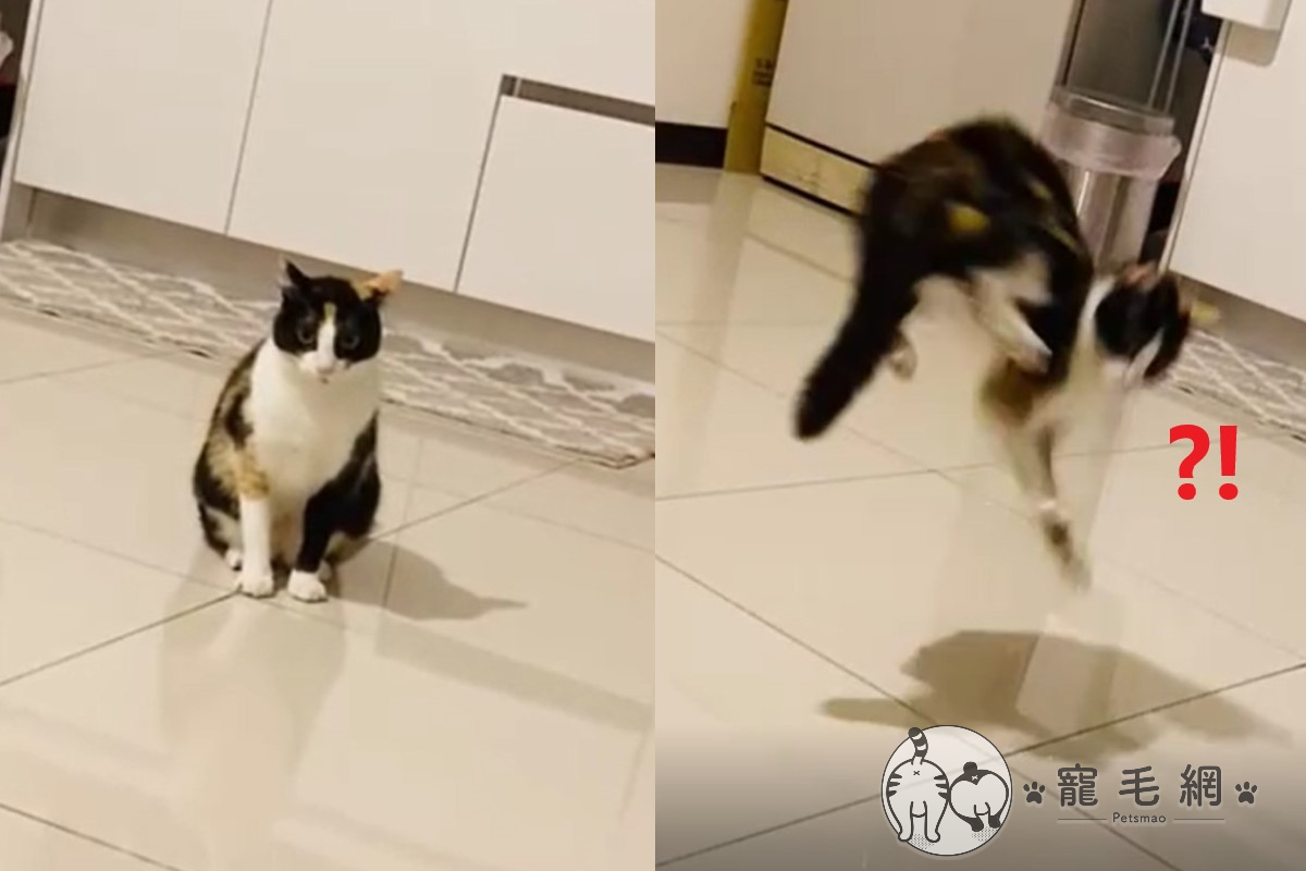 三花貓大跳地板動作讓飼主超級傻眼（圖／網友杜笙授權提供）
