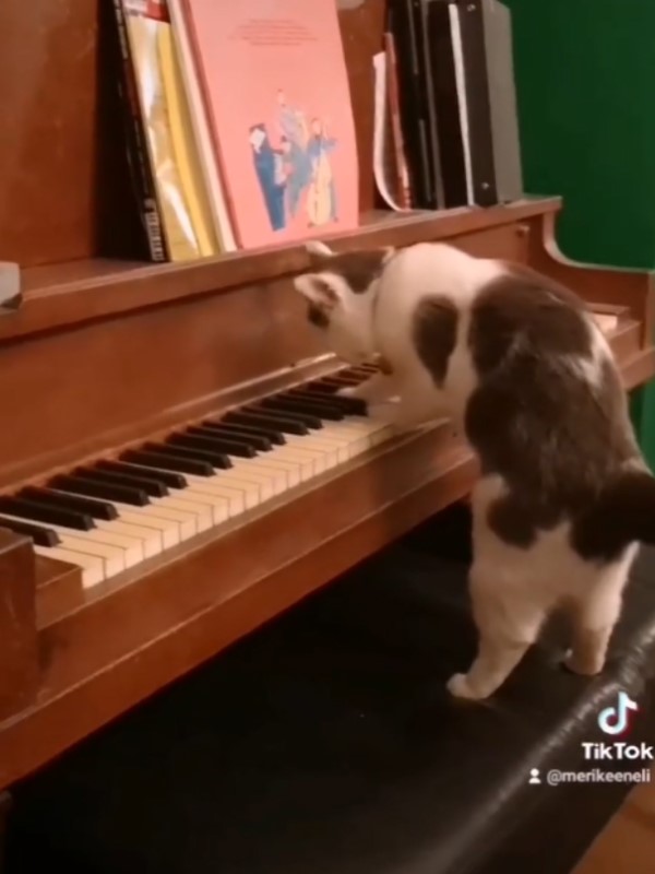 房間無人卻出現琴聲 她走近一看竟是貓咪在彈鋼琴!