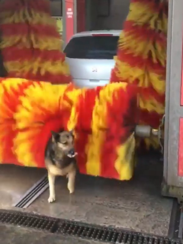 狗狗跑進機械洗車「自助洗澡」　網笑：一看就是蹭澡慣犯！