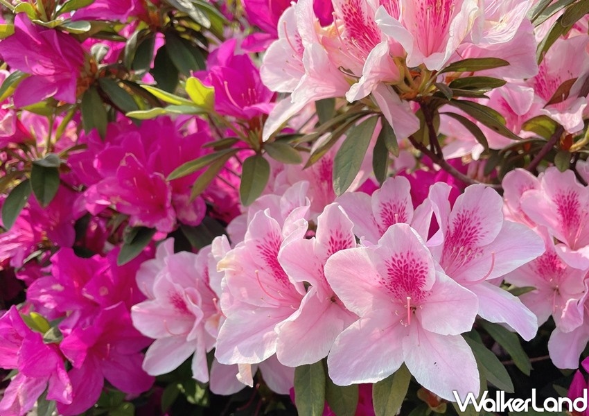 ▲在荷花池畔旁可以看見一整面杜鵑花牆，紅花、粉花、白花互相交織出春天的朝氣。（圖／WalkerLand）