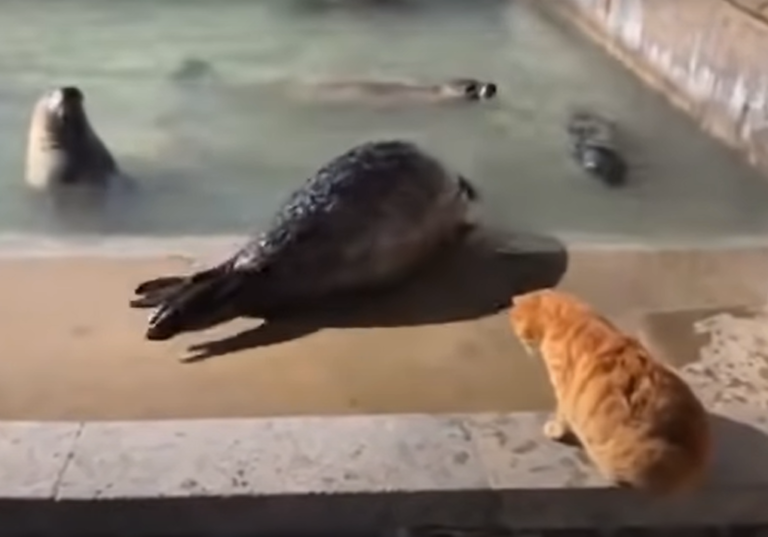 海豹被K.O.，滾回水裡（圖／Youtube ＠RandomVideosFromTheWeb）