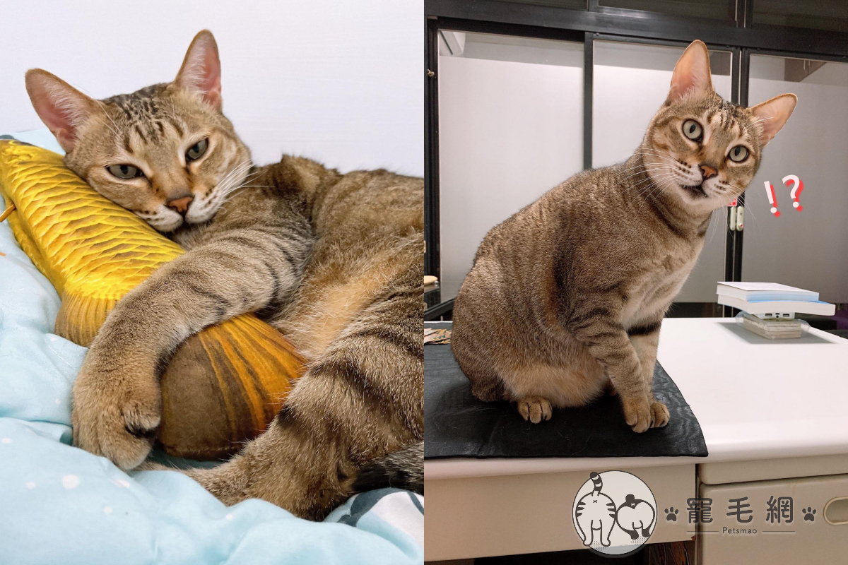看見貓咪走路一跛一跛，網友趕緊送往醫院檢查！（圖／網友Sunny Wang授權提供）