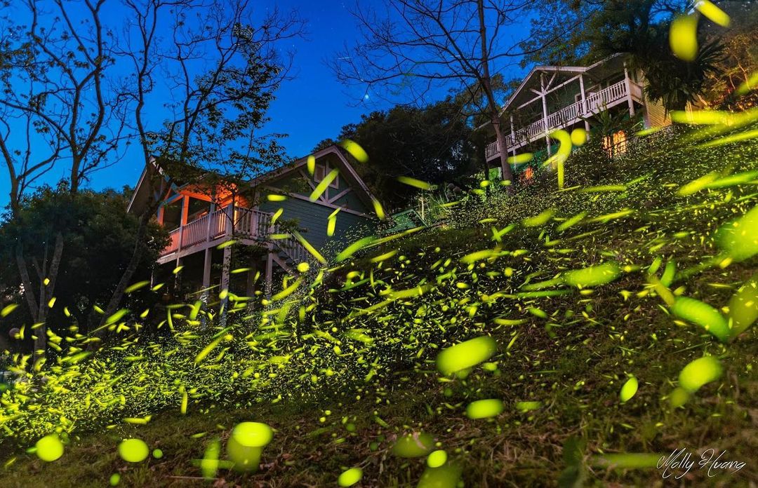 ▲As many as 20 species of fireflies can be spotted in the park from March to June. (Photo courtesy of @molly888666/Instagram)