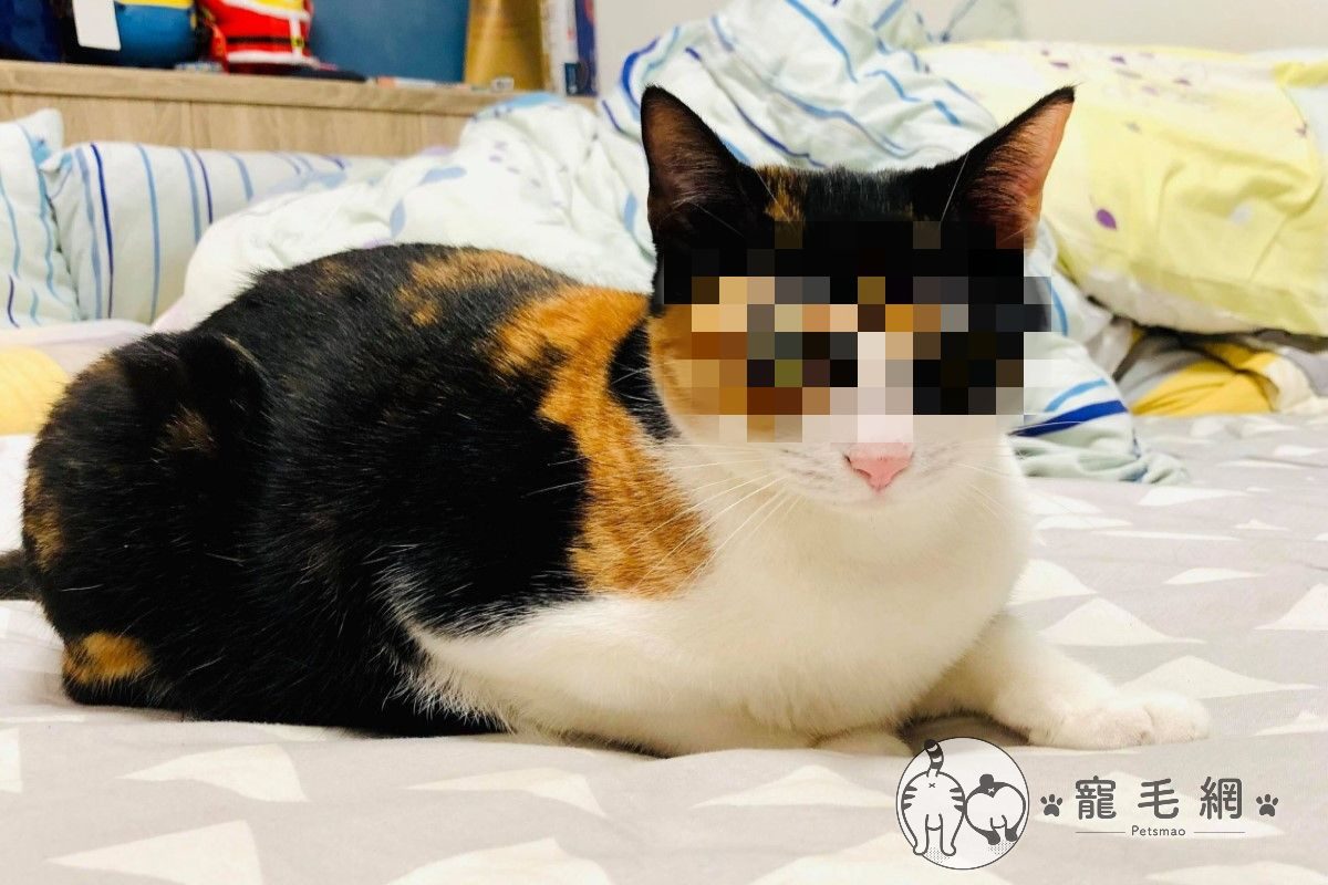 ▲三花貓生來「一臉北宋」！妹妹頭+憤怒眼笑翻網友：眼神有夠殺。（圖／網友廖先生授權提供）