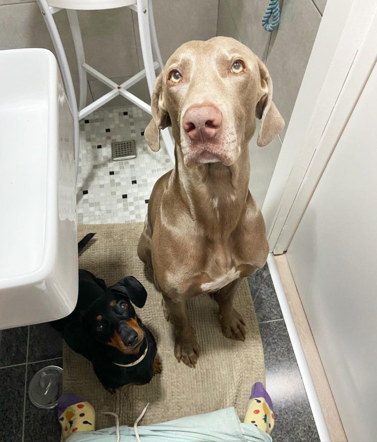 狗狗非常大隻，坐著就能達到洗手台的高度（圖／Instagram＠ podarroz_weimaraner）