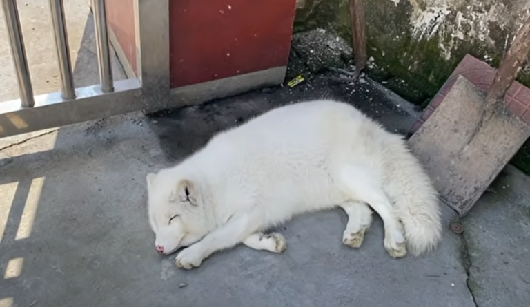 白狐狸每天都慵懶地睡覺（圖／Youtube ＠提提斯）