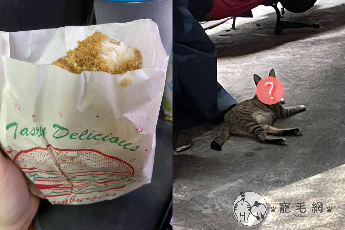 外送雞排被偷吃，犯人竟大搖大擺躺路邊曬太陽！（圖／網友林香香授權提供）