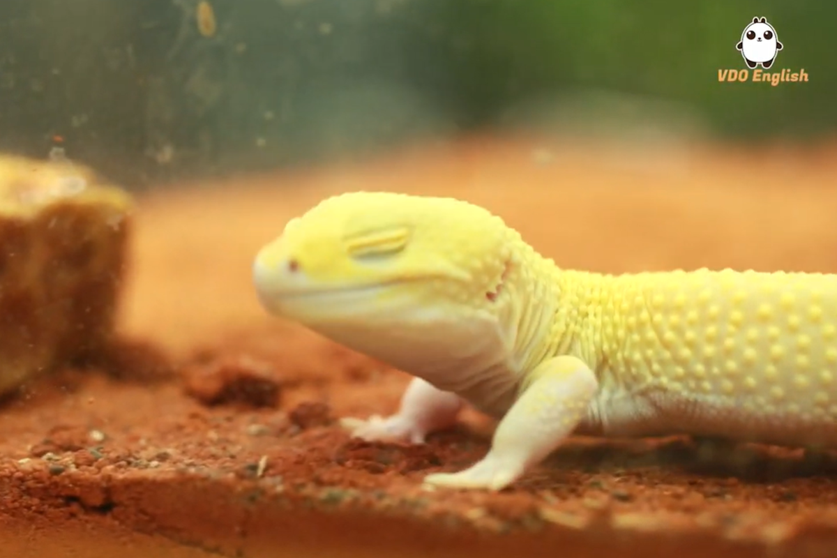 豹紋壁虎又稱「微笑小恐龍」，是近期相當熱門的兩棲類寵物！（圖／翻攝自影片）