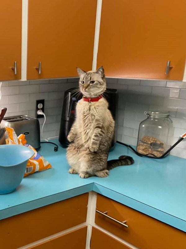 貓咪站在廚櫃上看整碗「蔬菜」一臉鄙視：要讓朕吃草？