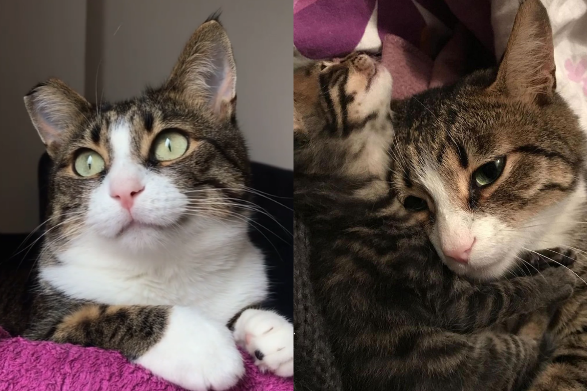 女人原只協助做貓咪中途，不料被貓親自選中！（圖／Instagram＠ zikrettinn）