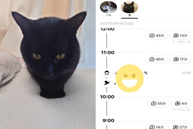 日本推主替家貓購買智能項圈，卻發現牠幾乎都在耍廢（圖／twitter @501momo501）