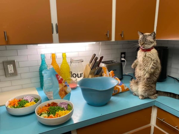 貓咪站在廚櫃上看整碗「蔬菜」一臉鄙視：要讓朕吃草？