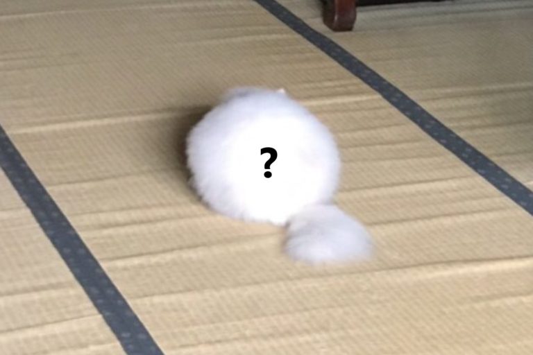 日本推主父母家出現一坨「白棉花」（圖／twitter @puresepe71）